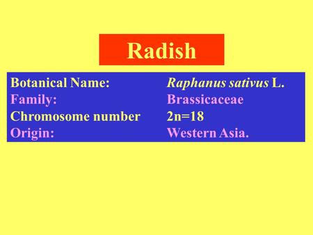 Radish Botanical Name: Raphanus sativus L. Family: Brassicaceae