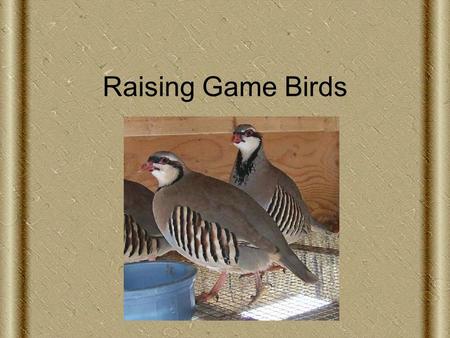 Raising Game Birds. Next Generation Science/Common Core Standards Addressed HS ‐ LS2 ‐ 8. Evaluate the evidence for the role of group behavior on individual.