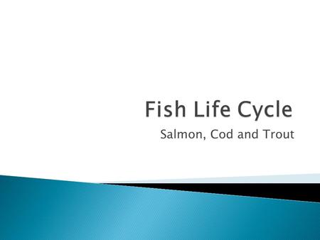 Salmon, Cod and Trout.  Salmon have a most interesting life. One that takes them from the rivers and streams to the high seas of the Ocean, and back.