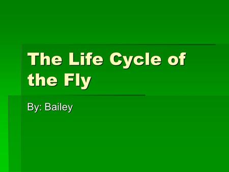 The Life Cycle of the Fly By: Bailey.  The eggs of a fly are about 2.1mm.  Are a creamy white  The eggs are piled in small groups.  The maximum temperature.
