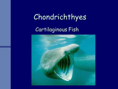 Chondrichthyes Cartilaginous Fish. Characteristics Endoskeleton entirely cartilaginousEndoskeleton entirely cartilaginous Fusiform BodyFusiform Body Mouth.
