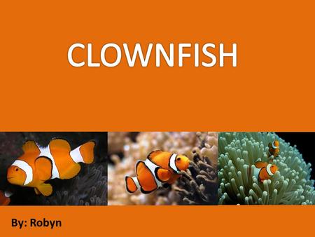 By: Robyn. The clownfish is a brightly colored omnivorous fish found in the Pacific and Indian Oceans. The coloration, resembling the bright face paint.