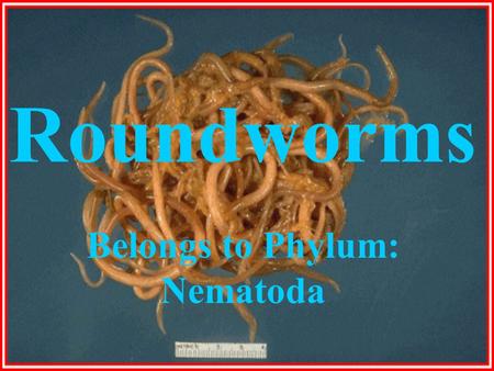 Belongs to Phylum: Nematoda