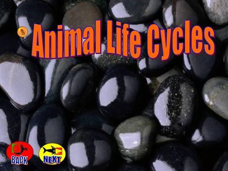 Animal Life Cycles BACK NEXT.