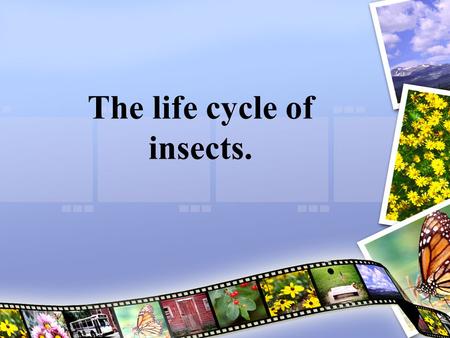 The life cycle of insects.