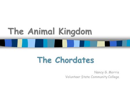 The Animal Kingdom The Chordates Nancy G. Morris Volunteer State Community College.
