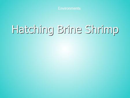 Hatching Brine Shrimp Environments. Purpose Observe and compare the hatching of brine shrimp eggs in four salt concentrations Organize data from an experiment.