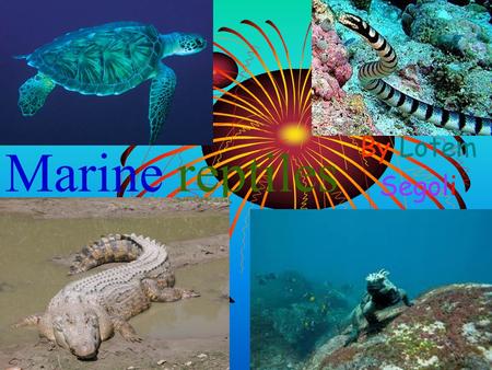 Marine reptiles By Lotem Segoli. Contents Turtles 3 Crocodile 9 Sea Snakes Marine Iguanas.