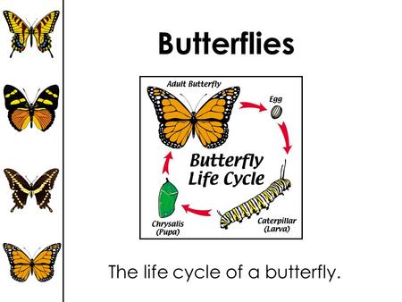 The life cycle of a butterfly.