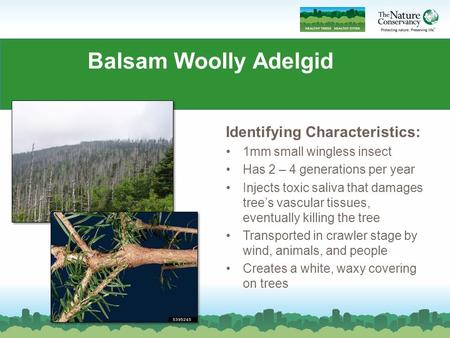 Balsam Woolly Adelgid Identifying Characteristics: 1mm small wingless insect Has 2 – 4 generations per year Injects toxic saliva that damages tree’s vascular.