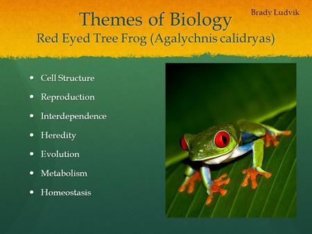 Themes of Biology Red Eyed Tree Frog (Agalychnis calidryas)