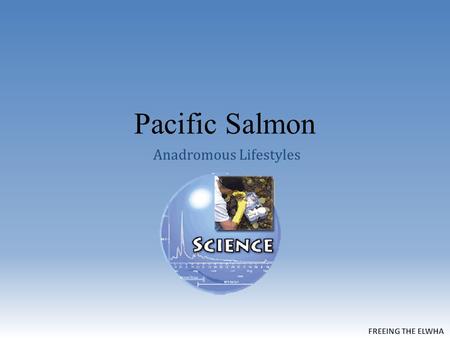 Pacific Salmon Anadromous Lifestyles. Define Anadromous O A fish that is born in freshwater, spends its adult life in the ocean, and then returns to freshwater.