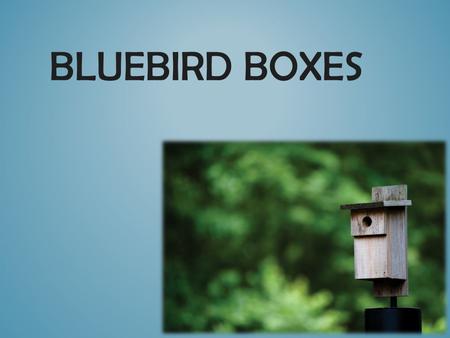 BLUEBIRD BOXES. The Eastern Bluebird: Cavity nesters Perchers- hunt for insects from above Will eat fruits/nuts in the winter Eastern bluebirds can.