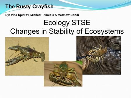 The Rusty Crayfish By: Vlad Spirkov, Michael Tsimidis & Matthew Bondi Ecology STSE Changes in Stability of Ecosystems.