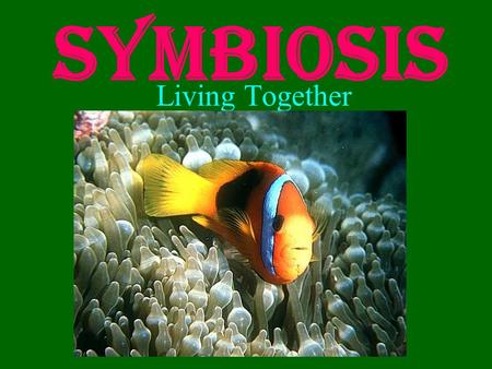 Symbiosis Living Together. Three Types of Symbiosis Mutualism both species benefit Commensalism one species benefits, the other is unaffected Parasitism.