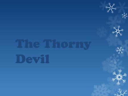 The Thorny Devil.