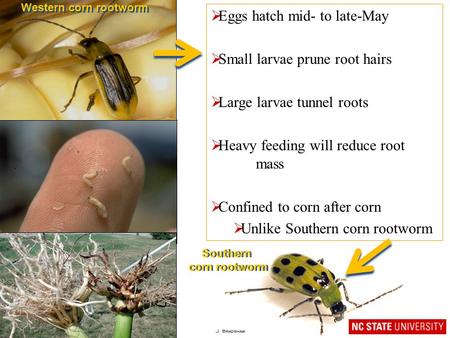 Western corn rootworm  Eggs hatch mid- to late-May  Small larvae prune root hairs  Large larvae tunnel roots  Heavy feeding will reduce root mass 