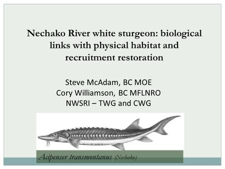 1 Nechako River white sturgeon: biological links with physical habitat and recruitment restoration Steve McAdam, BC MOE Cory Williamson, BC MFLNRO NWSRI.