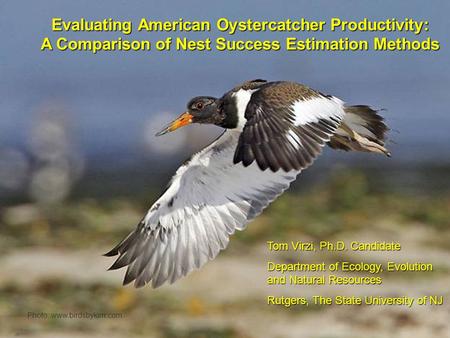 Title Page Evaluating American Oystercatcher Productivity: A Comparison of Nest Success Estimation Methods Photo: www.birdsbykim.com Tom Virzi, Ph.D. Candidate.