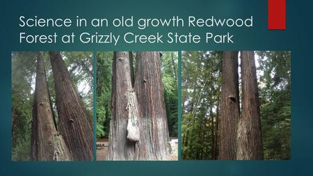Science in an old growth Redwood Forest at Grizzly Creek State Park.