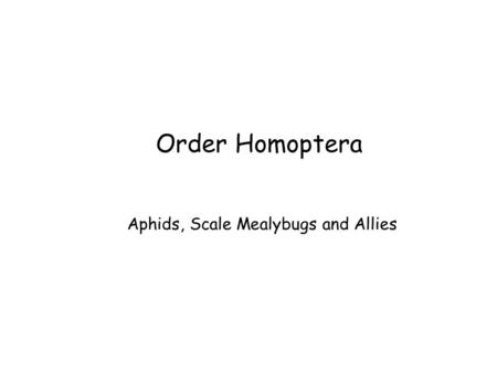 Order Homoptera Aphids, Scale Mealybugs and Allies.