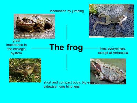 The frog great importance in the ecologic system locomotion by jumping lives everywhere, except at Antarctica short and compact body, big eyes sidewise,