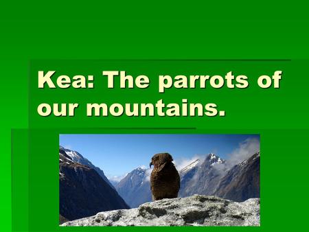 Kea: The parrots of our mountains.. Where they live.  Kea only live in the mountain’s of the South Island of New Zealand.  That make’s it native to.