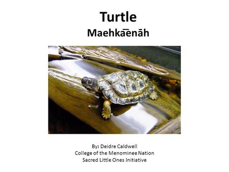 Turtle Maehka͞enāh By: Deidre Caldwell College of the Menominee Nation Sacred Little Ones Initiative.