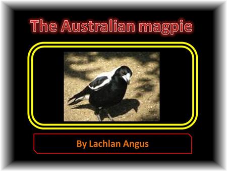By Lachlan Angus. The Australian Magpie is black and white, if it is a male, the back of the neck will be white, if it’s a female, it will be grey. Magpies.
