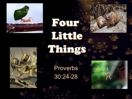 Four Little Things Proverbs 30:24-28. Proverbs 30:24-28 There are four things which are little on the earth, But they are exceedingly wise: 25 The ants.