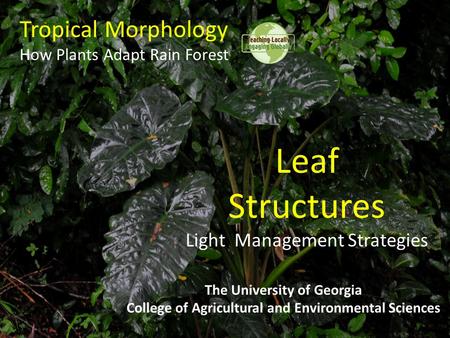 Tropical Morphology How Plants Adapt Rain Forest The University of Georgia College of Agricultural and Environmental Sciences Leaf Structures Light Management.