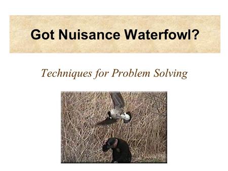 Got Nuisance Waterfowl? Techniques for Problem Solving.