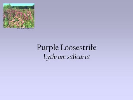 Photo: Paula McIntyre GLIFWC Purple Loosestrife Lythrum salicaria.