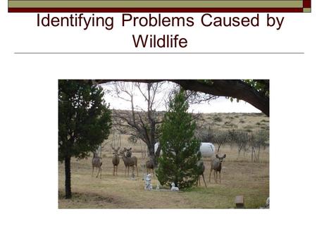 Identifying Problems Caused by Wildlife. Next Generation Wildlife/Common Core Standards Addressed!  HS ‐ LS2 ‐ 6. Evaluate the claims, evidence, and.