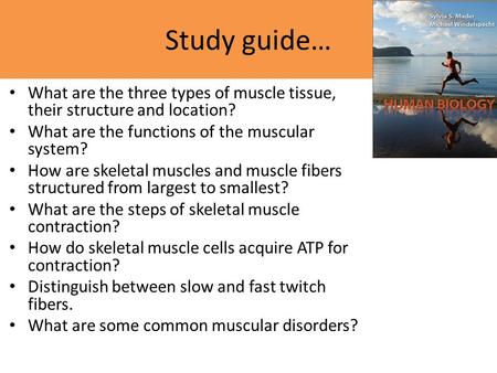 Study guide… What are the three types of muscle tissue, their structure and location? What are the functions of the muscular system? How are skeletal muscles.