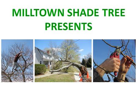 Pruning Trees to help prevent Storm Damage PRIMARY RESOURCE: ”Some Illustrations, excerpts, Power Points and photos are by Edward F. GilmanPhD, Professor,
