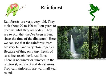 Rainforests are very, very, old. They took about 70 to 100 million years to become what they are today. They are so old, that they've been around since.