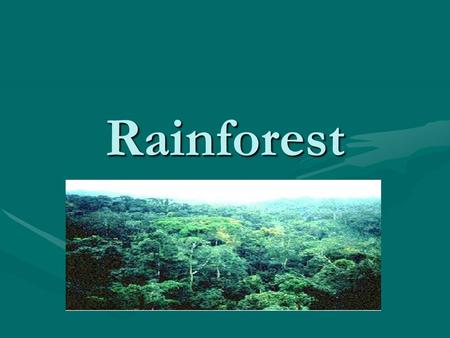 Rainforest.