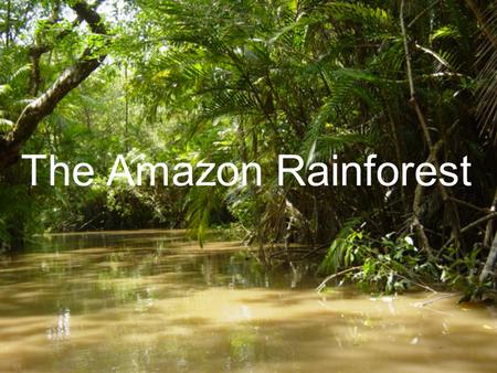 The Amazon Rainforest. Background: A moist broadleaf forest (in the Amazon Basin of South America) Total area of Amazon Basin : 7 million square km² (