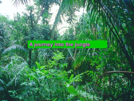 A journey into the jungle YaraSaraRoshan Learning outcomes  To define rainforests  To identify the ecosystem in the rainforests.  To talk about the.