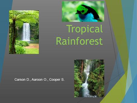 Tropical Rainforest Carson D., Aaroon O., Cooper S.