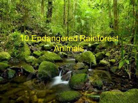 10 Endangered Rainforest Animals. 10 Endangered Rainforest Animals Lists Golden Lion Tamarind Monkey Toucans Jaguar Gorilla Poison Dart Frog Lemurs Bengal.