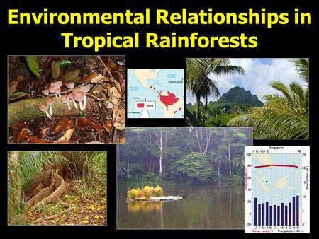 Environmental Relationships in Tropical Rainforests.