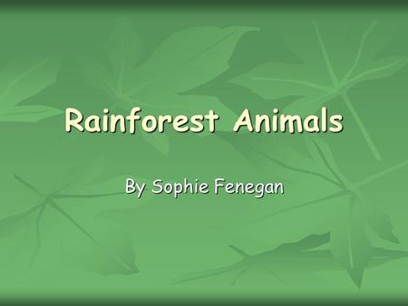 Rainforest Animals By Sophie Fenegan.