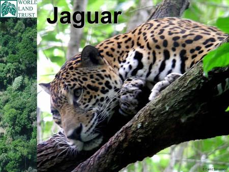 Jaguar © David Tomlinson. Jaguar Scientific name Panthera onca In these countries: Mexico down through Guatemala, Belize, Honduras, Nicaragua, Costa Rica,