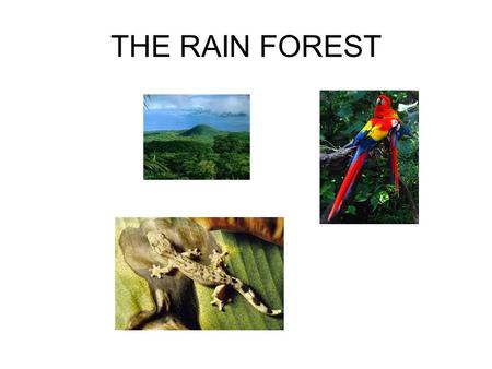 presentation on the amazon rainforest