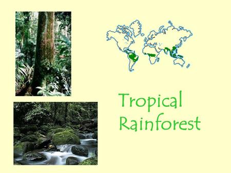 Tropical Rainforest.
