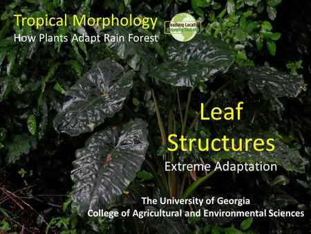 Tropical Morphology How Plants Adapt Rain Forest The University of Georgia College of Agricultural and Environmental Sciences Leaf Structures Extreme Adaptation.