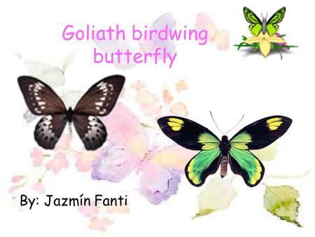 Goliath birdwing butterfly