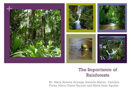 + The Importance of Rainforests By Maria Ximena Arteaga, Daniella Blanco, Carolina Fuchs, Marie Claire Garnier and Maria Itziar Aguilar.
